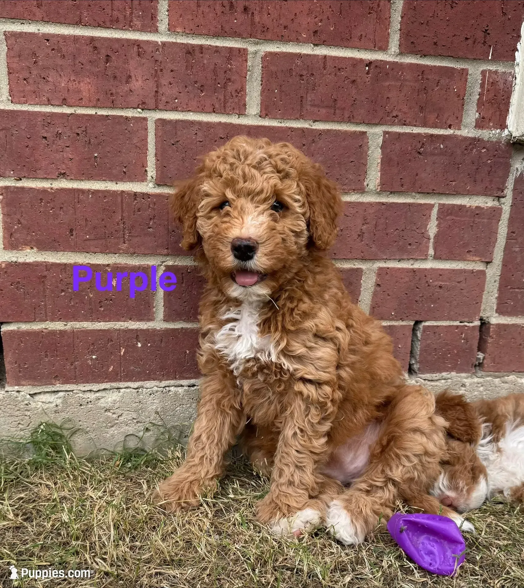 Jolene, a female Miniature Bernedoodle and Miniature Aussiedoodle for sale in Rowlett, TX – 1 of 10