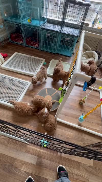 Romeo , a male Aussiedoodle and Miniature Bernedoodle for sale in Rowlett, TX – 6 of 6