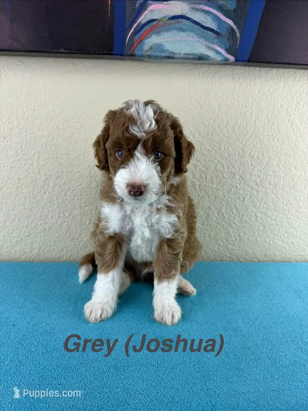 Joshua  – Aussiedoodle, Miniature Bernedoodle puppy for sale in Rowlett, TX
