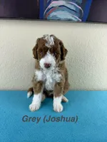 Joshua , a male Aussiedoodle and Miniature Bernedoodle for sale in Rowlett, TX – 1 of 5