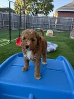 Jolene, a female Miniature Bernedoodle and Miniature Aussiedoodle for sale in Rowlett, TX – 5 of 10