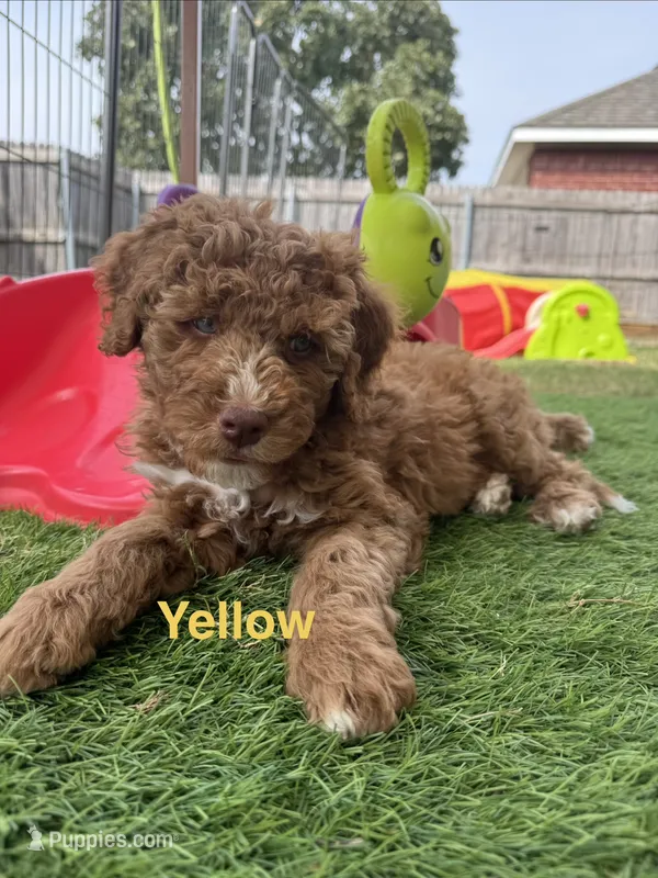 Cracker Jack , a male Aussiedoodle and Bernedoodle for sale in Rowlett, TX – 1 of 6
