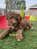 Cracker Jack , a male Aussiedoodle and Bernedoodle for sale in Rowlett, TX – 1 of 6