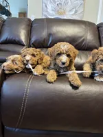 Berry Pie, a male Miniature Bernedoodle and Miniature Aussiedoodle for sale in Rowlett, TX – 8 of 10