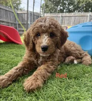 Berry Pie, a male Miniature Bernedoodle and Miniature Aussiedoodle for sale in Rowlett, TX – 9 of 10