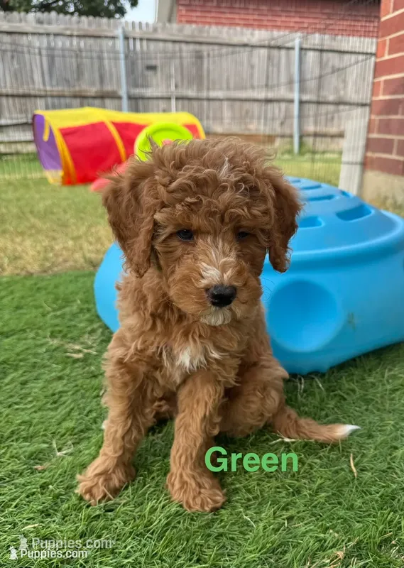 Romeo  – Aussiedoodle, Miniature Bernedoodle puppy for sale in Rowlett, TX