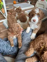 Joshua , a male Aussiedoodle and Miniature Bernedoodle for sale in Rowlett, TX – 3 of 5