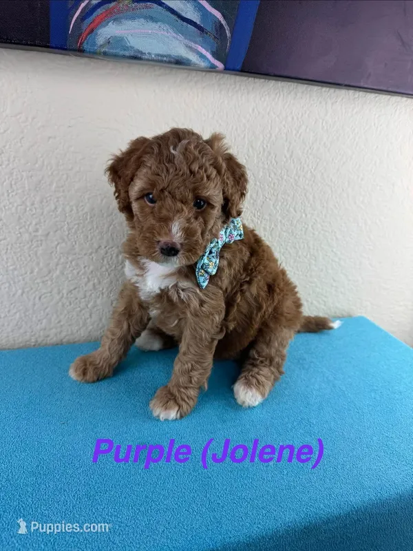 Jolene – Miniature Bernedoodle puppy for sale in Rowlett, TX