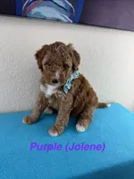 Jolene, a female Miniature Bernedoodle for sale in Rowlett, TX – 1 of 4