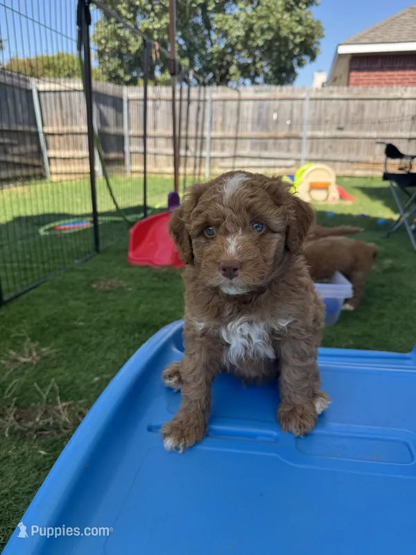 Seeker – Aussiedoodle, Miniature Bernedoodle puppy for sale in Rowlett, TX