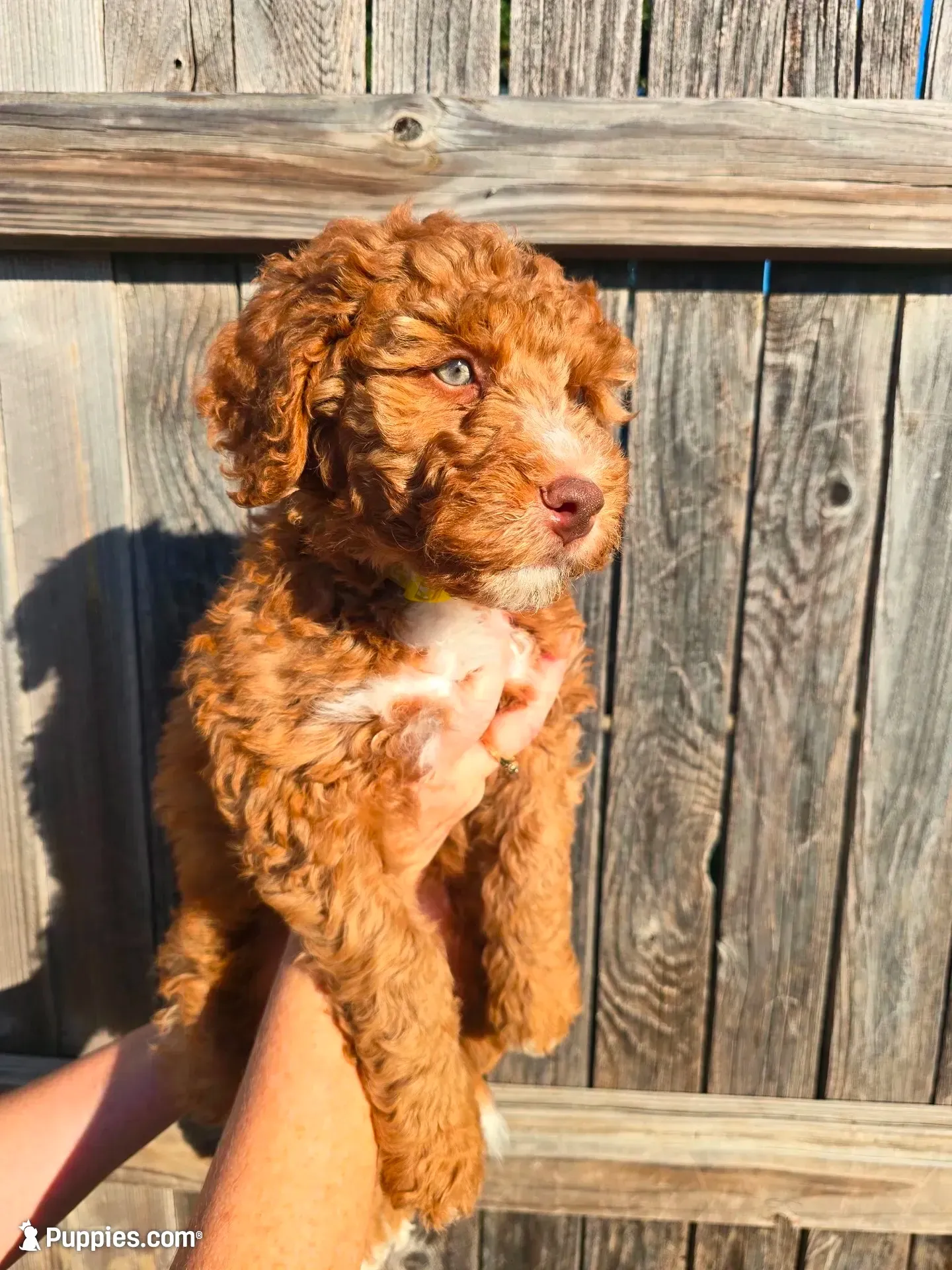 Cracker Jack , a male Aussiedoodle and Bernedoodle for sale in Rowlett, TX – 2 of 6