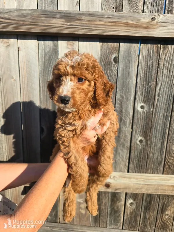 Berry Pie – Aussiedoodle, Miniature Bernedoodle puppy for sale in Rowlett, TX