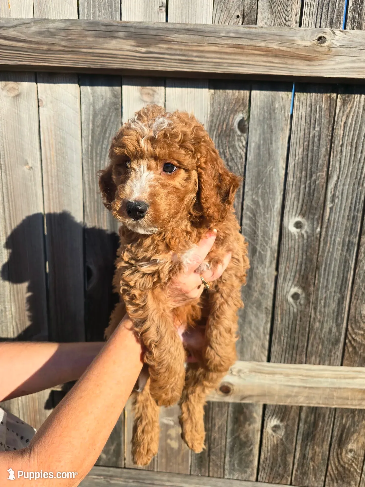 Berry Pie, a male Miniature Bernedoodle and Miniature Aussiedoodle for sale in Rowlett, TX – 2 of 10