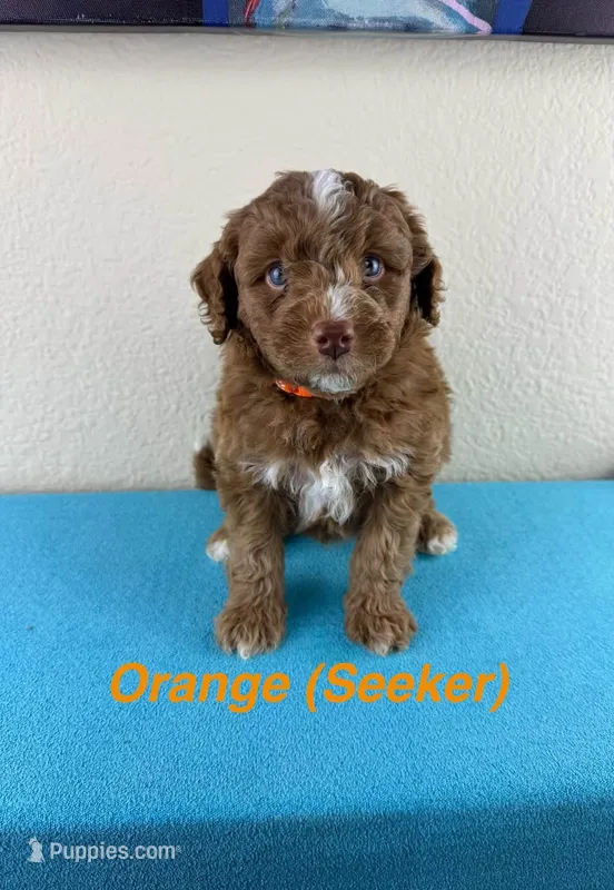 Seeker – Aussiedoodle, Miniature Bernedoodle puppy for sale in Rowlett, TX