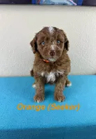 Seeker, a male Aussiedoodle and Miniature Bernedoodle for sale in Rowlett, TX – 1 of 8