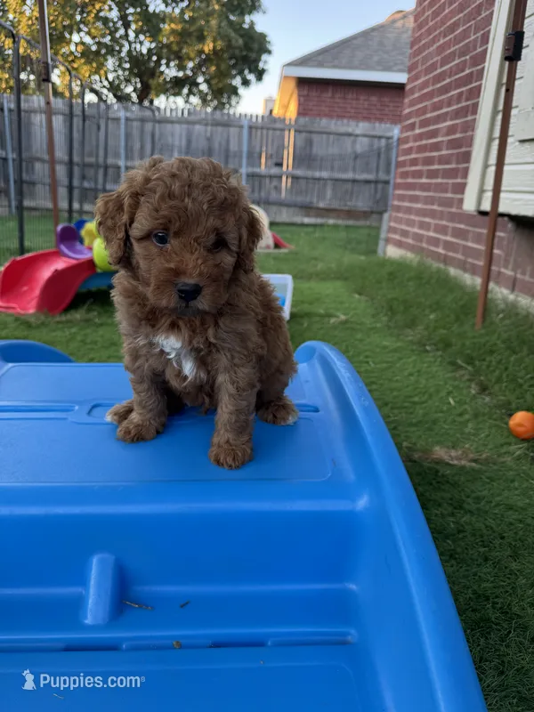 9 To 5 – Aussiedoodle, Miniature Bernedoodle puppy for sale in Rowlett, TX