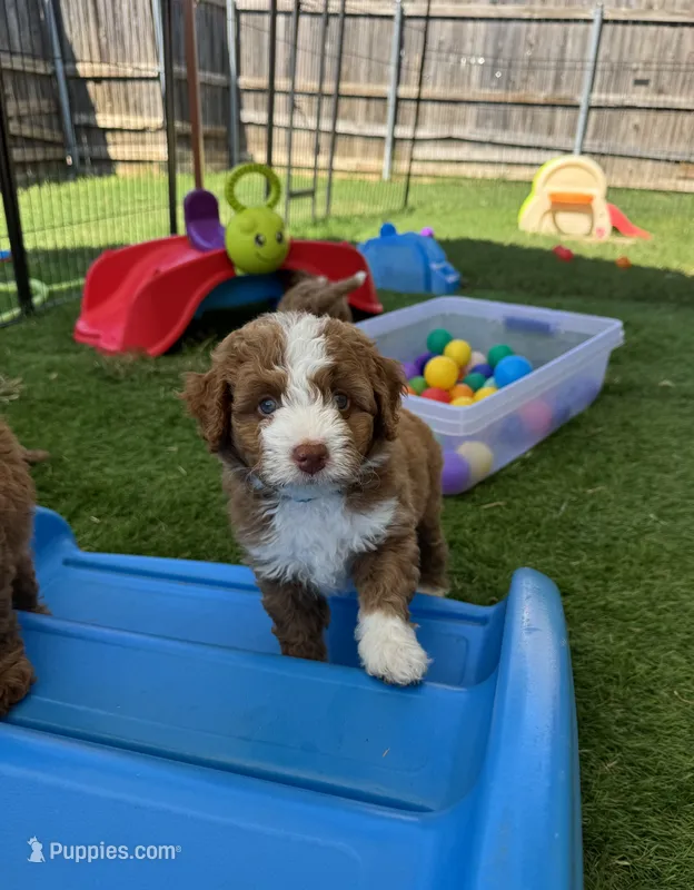 Apple Jack – Aussiedoodle, Miniature Bernedoodle puppy for sale in Rowlett, TX