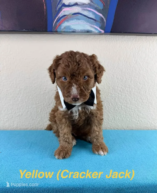 Cracker Jack – Aussiedoodle, Miniature Bernedoodle puppy for sale in Rowlett, TX