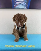 Cracker Jack, a male Aussiedoodle and Miniature Bernedoodle for sale in Rowlett, TX – 1 of 6