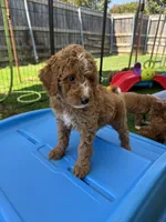 Berry Pie, a male Miniature Bernedoodle and Miniature Aussiedoodle for sale in Rowlett, TX – 4 of 10