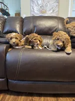 Jolene, a female Miniature Bernedoodle and Miniature Aussiedoodle for sale in Rowlett, TX – 7 of 10