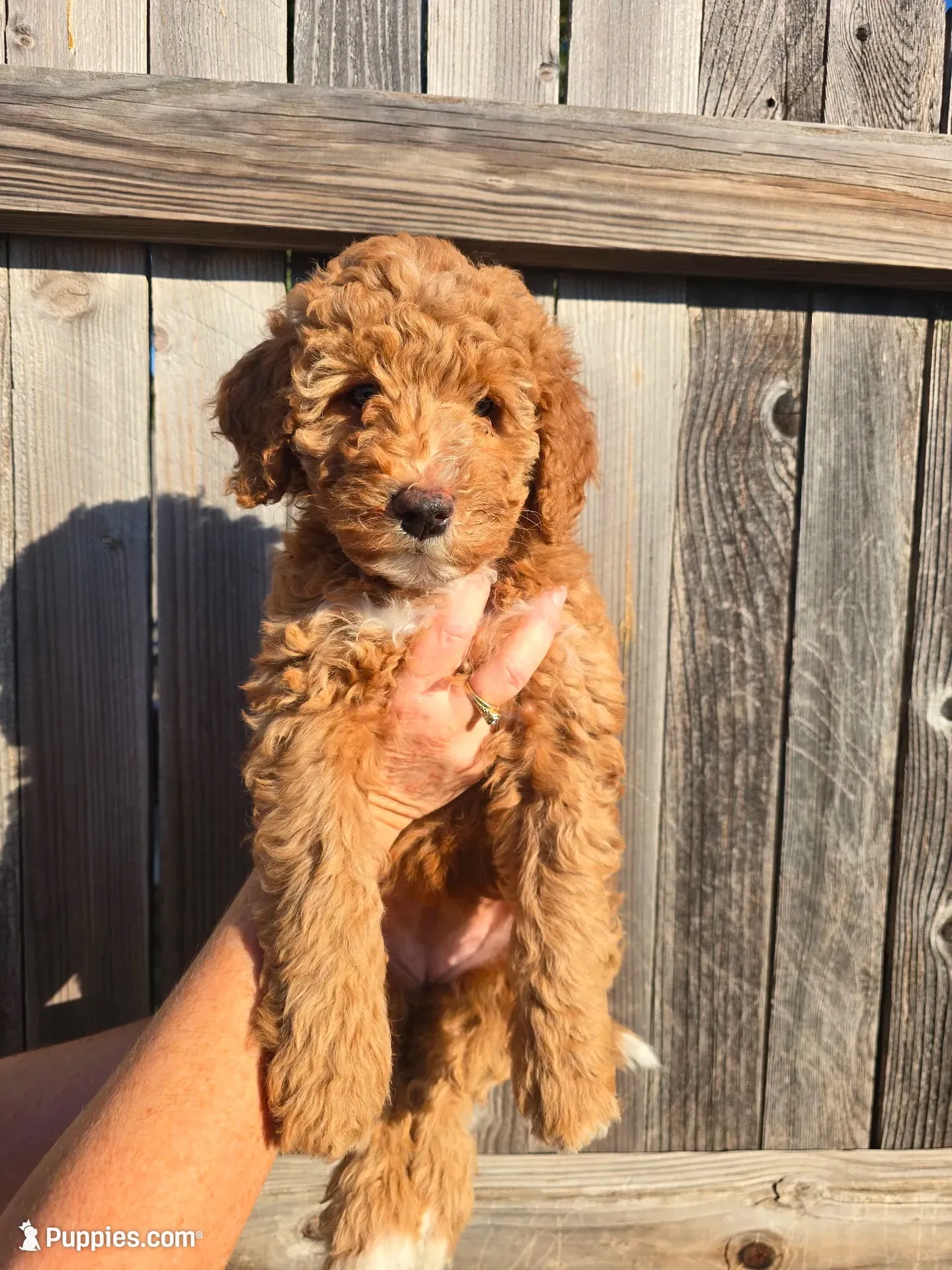 Jolene, a female Miniature Bernedoodle and Miniature Aussiedoodle for sale in Rowlett, TX – 2 of 10