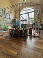 Cracker Jack, a male Aussiedoodle and Miniature Bernedoodle for sale in Rowlett, TX – 2 of 6