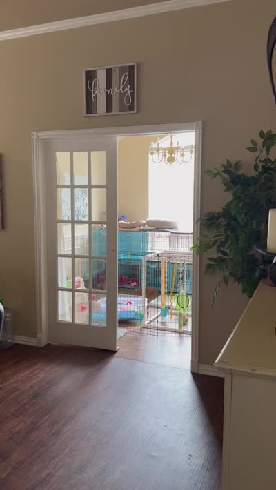 Seeker, a male Aussiedoodle and Miniature Bernedoodle for sale in Rowlett, TX – 8 of 8