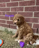 Jolene, a female Miniature Bernedoodle and Miniature Aussiedoodle for sale in Rowlett, TX – 9 of 10