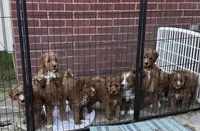 Cracker Jack , a male Aussiedoodle and Bernedoodle for sale in Rowlett, TX – 4 of 6