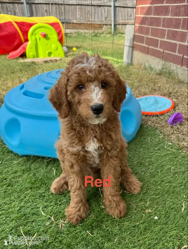 Berry Pie – Miniature Bernedoodle, Miniature Aussiedoodle puppy for sale in Rowlett, TX