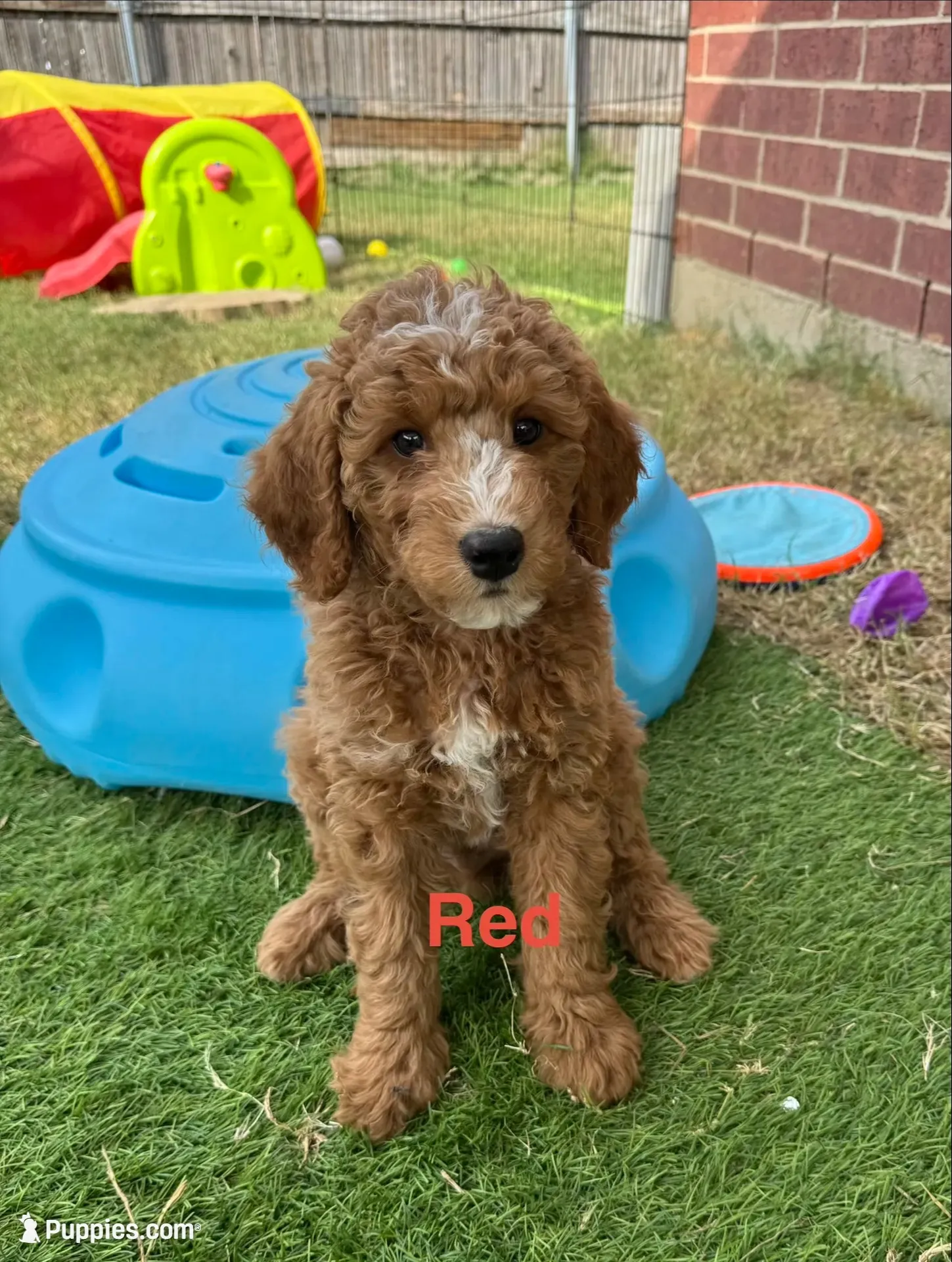 Berry Pie, a male Miniature Bernedoodle and Miniature Aussiedoodle for sale in Rowlett, TX – 1 of 10