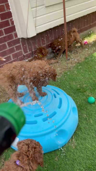 Cracker Jack , a male Aussiedoodle and Bernedoodle for sale in Rowlett, TX – 5 of 6