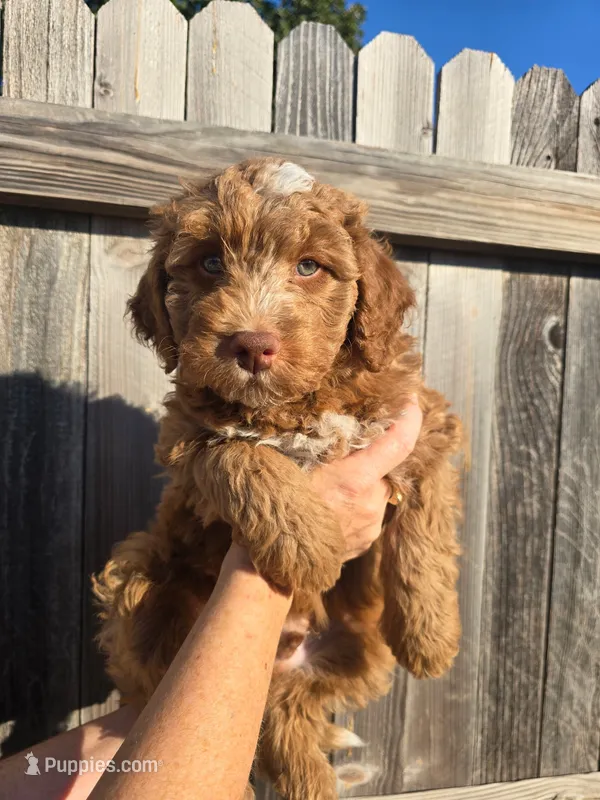 Seeker – Aussiedoodle, Miniature Bernedoodle puppy for sale in Rowlett, TX