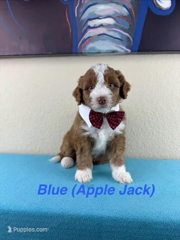 Apple Jack – Aussiedoodle, Miniature Bernedoodle puppy for sale in Rowlett, TX