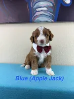 Apple Jack, a male Aussiedoodle and Miniature Bernedoodle for sale in Rowlett, TX – 1 of 6