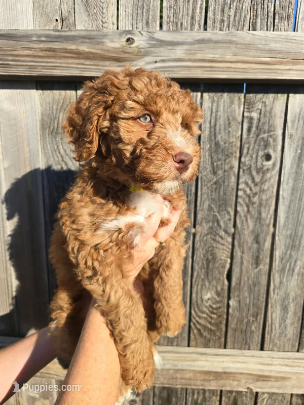 Cracker Jack – Aussiedoodle, Miniature Bernedoodle puppy for sale in Rowlett, TX