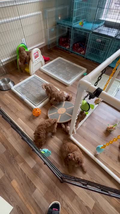 9 To 5, a male Aussiedoodle and Miniature Bernedoodle for sale in Rowlett, TX – 5 of 6