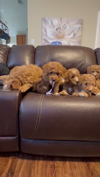 Jolene, a female Miniature Bernedoodle and Miniature Aussiedoodle for sale in Rowlett, TX – 10 of 10