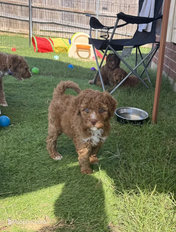 Cracker Jack – Aussiedoodle, Miniature Bernedoodle puppy for sale in Rowlett, TX