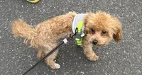 Louie , a male Poodle - Toy  for sale in Alexandria, VA – 2 of 2