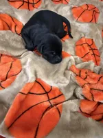 Boy #4, a male Goldador for sale in Checotah, OK – Photo 2 of 4