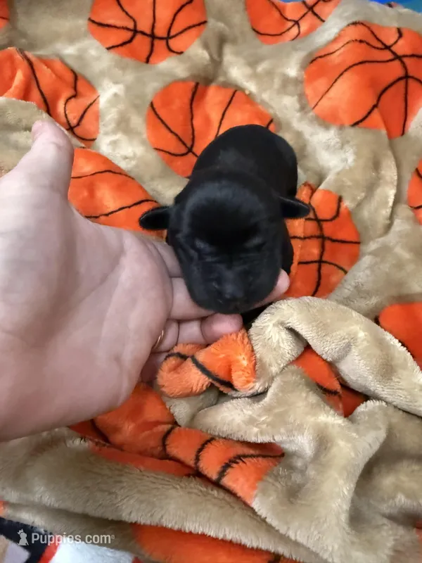 Boy #4 – Goldador puppy for sale in Checotah, OK