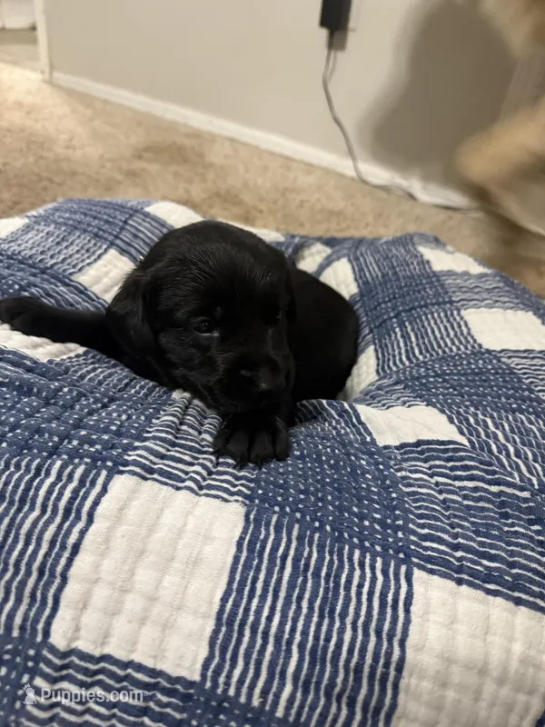 Boy #4 – Goldador puppy for sale in Checotah, OK