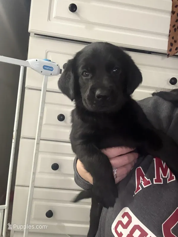 Boy #4 – Goldador puppy for sale in Checotah, OK