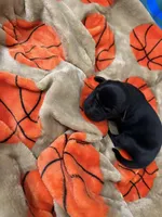 Boy #4, a male Goldador for sale in Checotah, OK – Photo 3 of 4