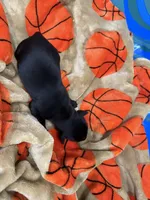 Boy #4, a male Goldador for sale in Checotah, OK – Photo 4 of 4