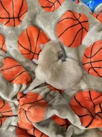 Boy #2, a male Goldador for sale in Checotah, OK – Photo 3 of 4