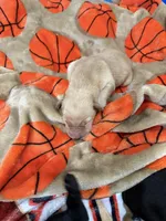 Boy #2, a male Goldador for sale in Checotah, OK – Photo 4 of 4