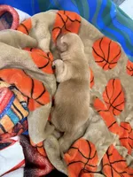 Boy #2, a male Goldador for sale in Checotah, OK – Photo 2 of 4